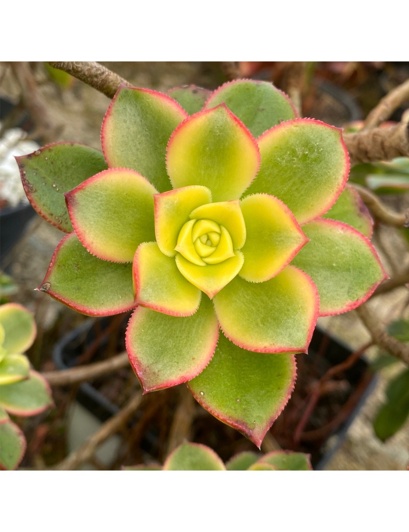 Aeonium 'Dream Color'