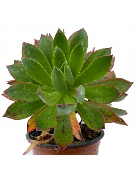 Aeonium igualerense