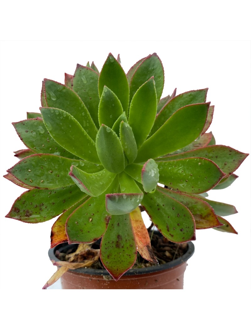 Aeonium igualerense Aeonium igualerense