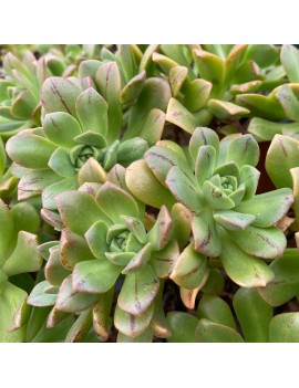 Aeonium x occidentale