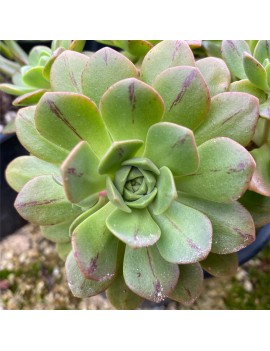 Aeonium x occidentale