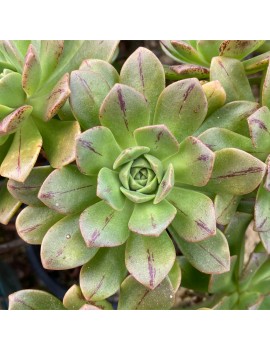 Aeonium x occidentale