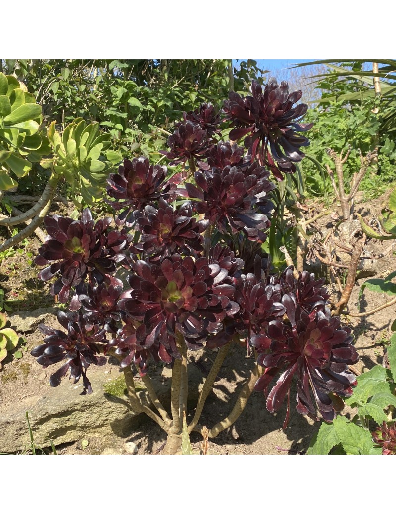 Aeonium 'Zwartkop' Aeonium 'Zwartkop'