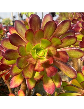 Aeonium 'Atropurpureum'