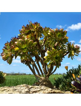 Aeonium 'Atropurpureum'