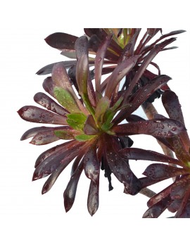 Aeonium 'Poldark'