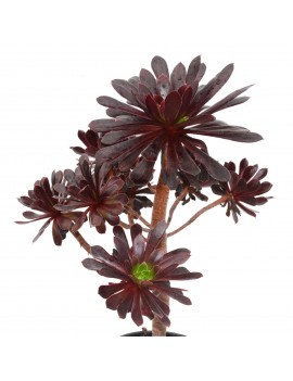 Aeonium 'Poldark'