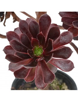 Aeonium 'Poldark'