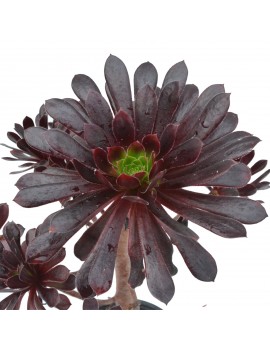 Aeonium 'Poldark'