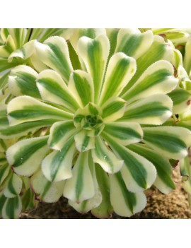 Aeonium 'Albovariegatum'