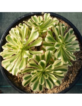 Aeonium 'Albovariegatum'