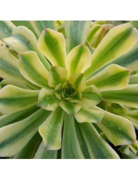 Aeonium 'Albovariegatum'