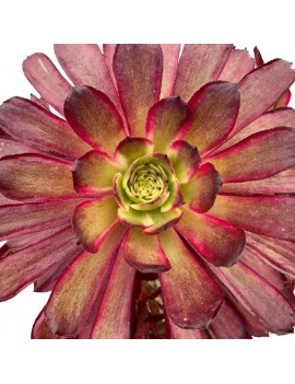 Aeonium 'Mardi Gras'