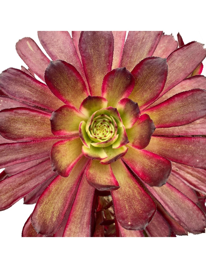 Aeonium 'Mardi Gras' Aeonium 'Mardi Gras'