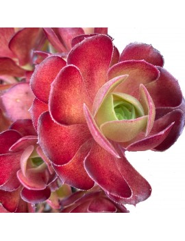 Aeonium 'Jack Catlin'