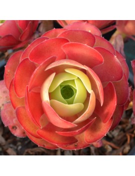 Aeonium 'Jack Catlin'