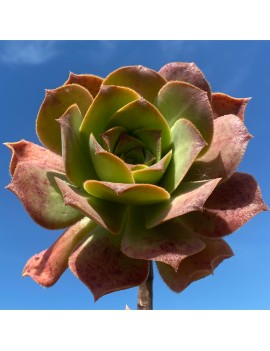 Aeonium valverdense