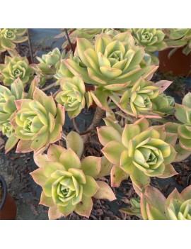 Aeonium 'Floresens'