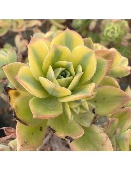 Aeonium 'Floresens'