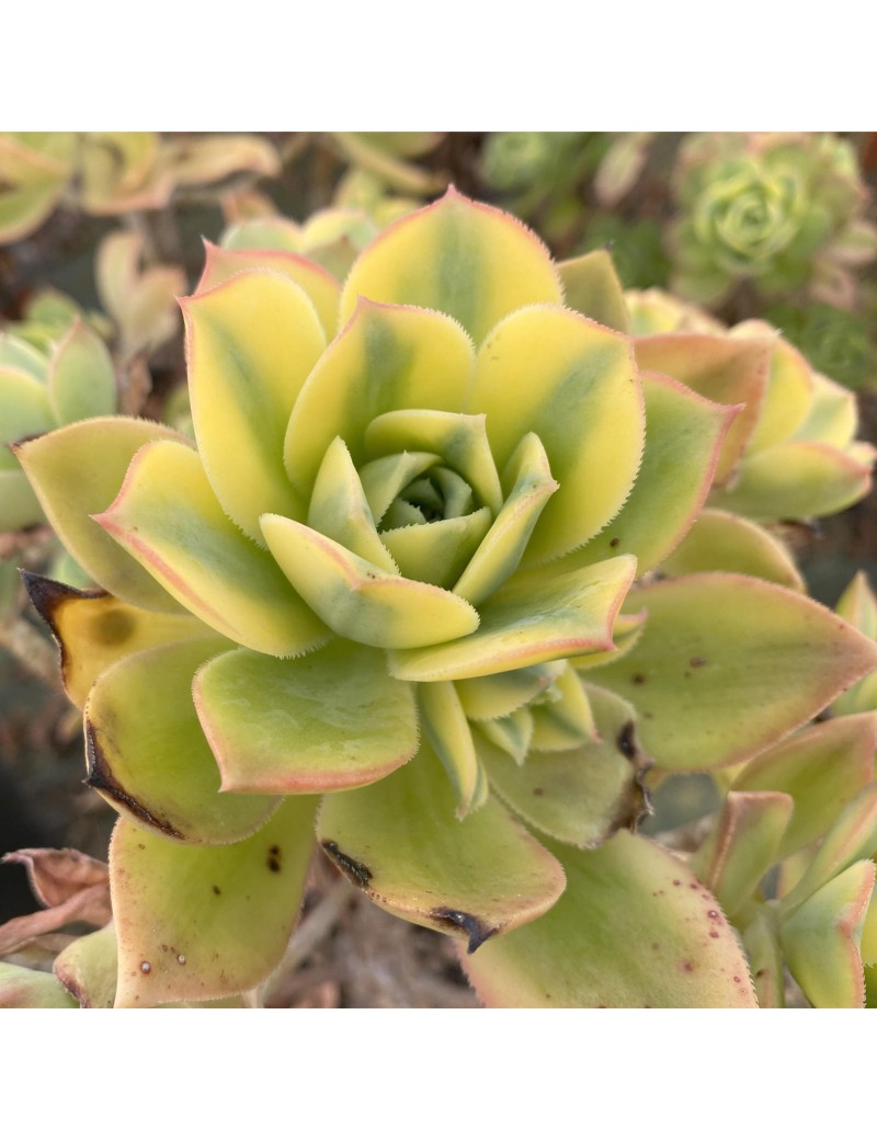 Aeonium 'Floresens' Aeonium 'Floresens'