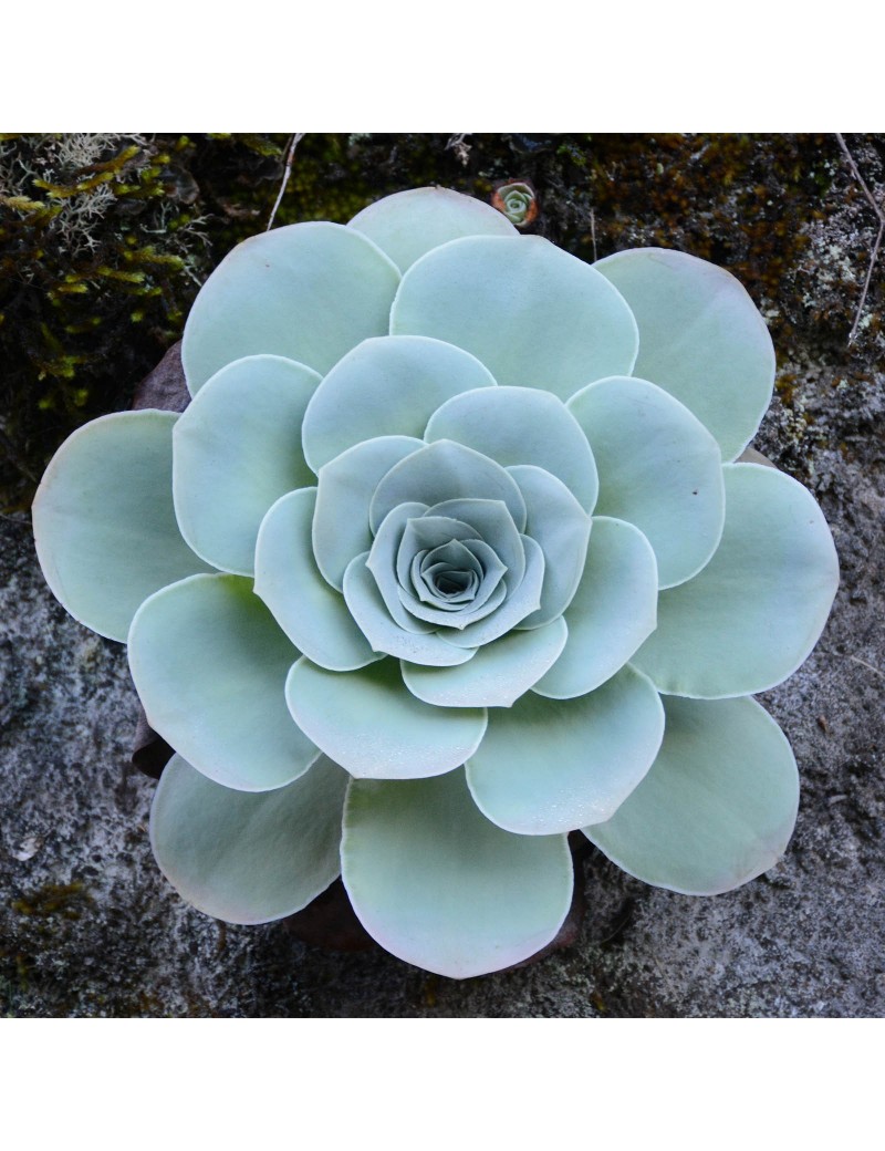 Greenovia aurea Greenovia aurea