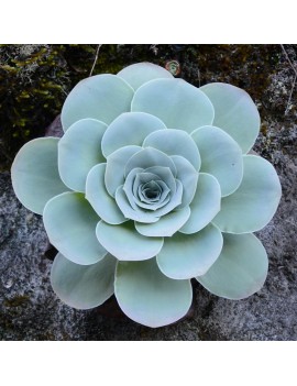 Aeonium aureum, Greenovia aurea