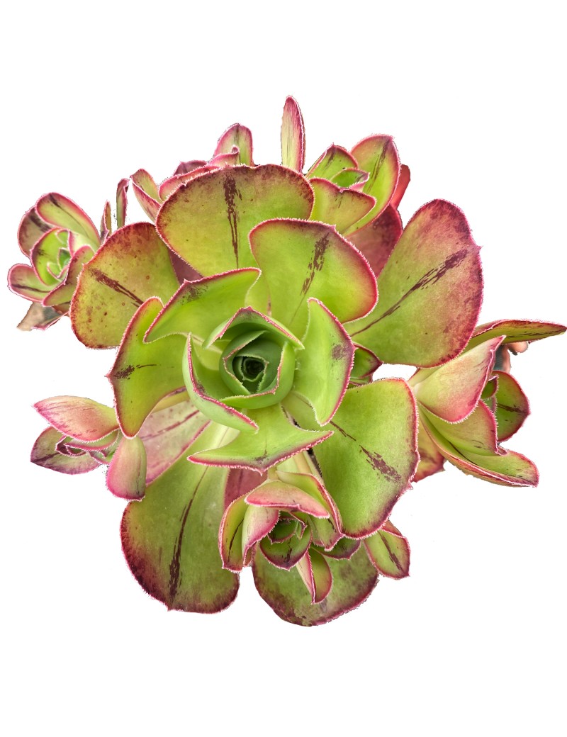 Aeonium 'Marnier-Lapostolle' Aeonium 'Marnier-Lapostolle'