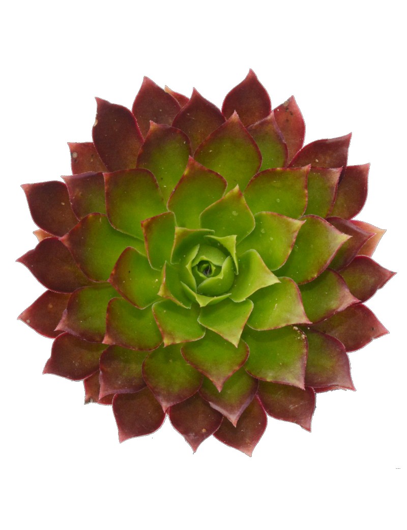 Aeonium 'Phoenix Flame'