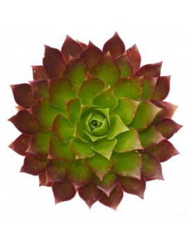 Aeonium 'Phoenix Flame'