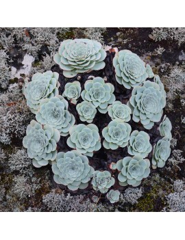 Aeonium aureum, Greenovia aurea