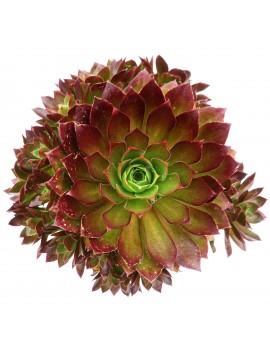 Aeonium 'Phoenix Flame'