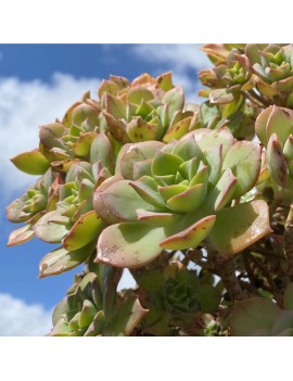 Aeonium 'Mary Anne Kunkel'