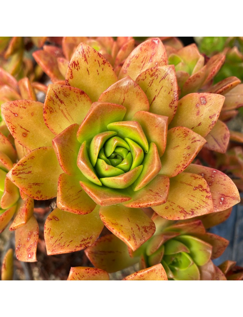 Aeonium 'Bronze Medal'