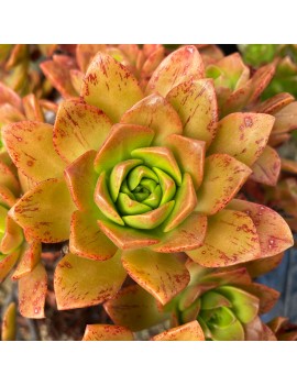 Aeonium 'Bronze Medal'