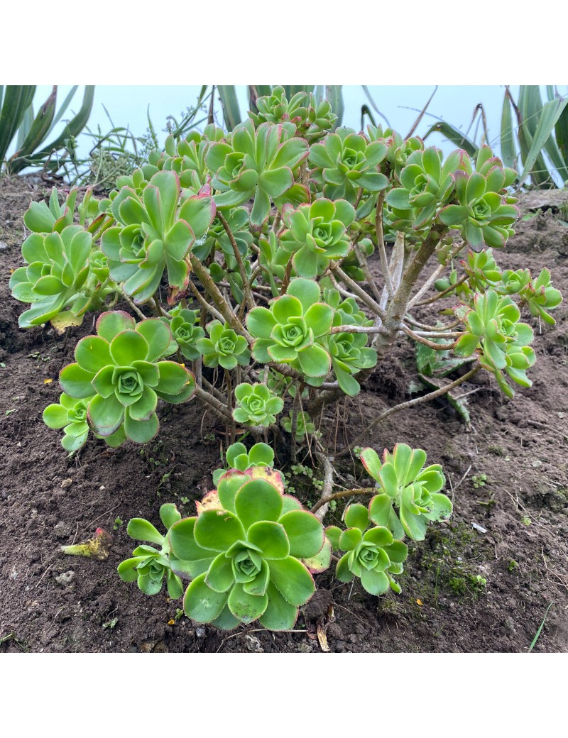 Aeonium leucoblepharum Somalie