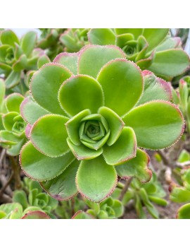 Aeonium leucoblepharum Somalie