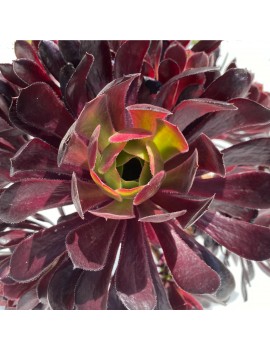 Aeonium 'Merry Maiden'