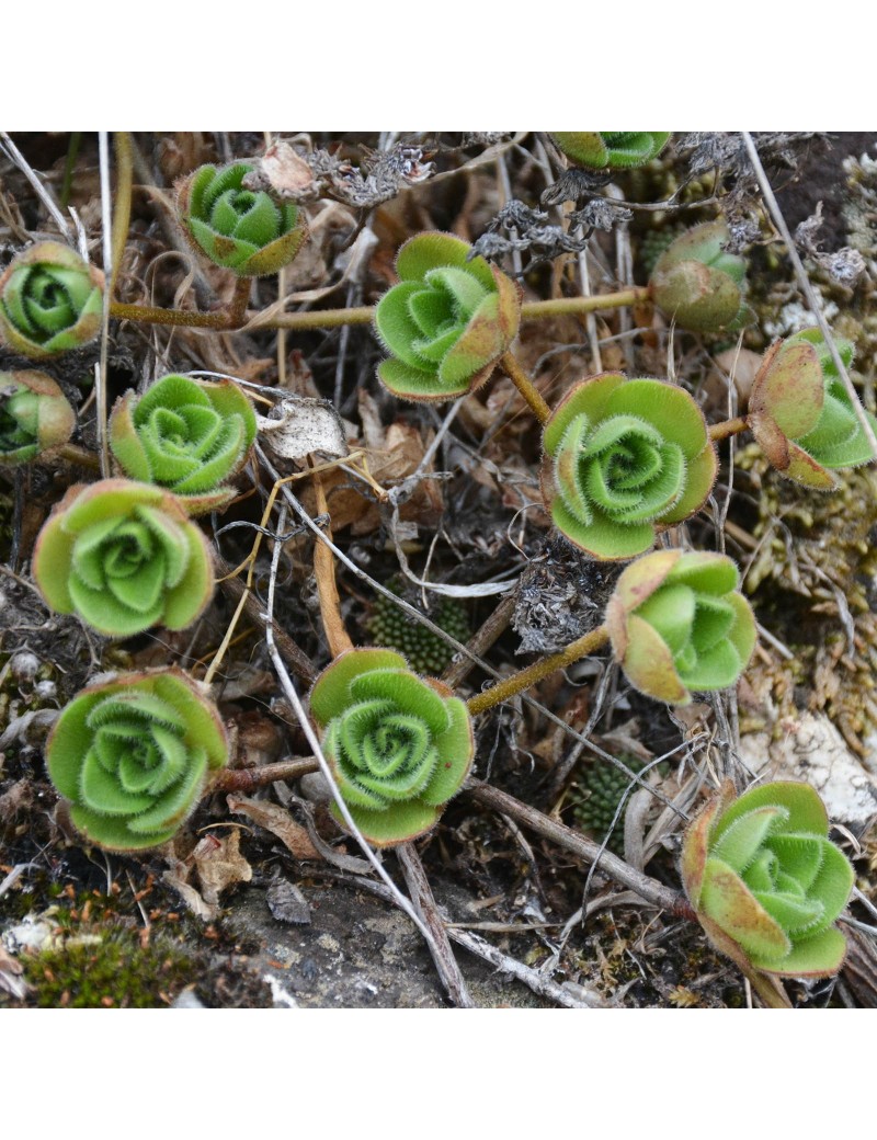 Aeonium saundersii Aeonium saundersii