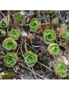 Aeonium saundersii