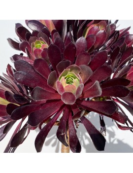 Aeonium 'Merry Maiden'