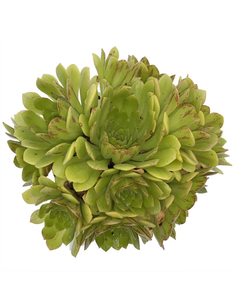 Aeonium 'Cupcake'