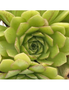 Aeonium 'Cupcake'