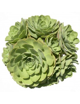 Aeonium 'Salad Bowl'