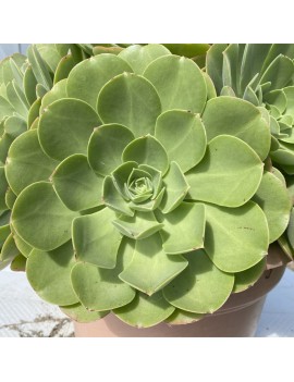 Aeonium 'Salad Bowl'