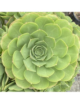 Aeonium 'Salad Bowl'