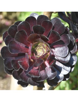 Aeonium 'Zwartkop'