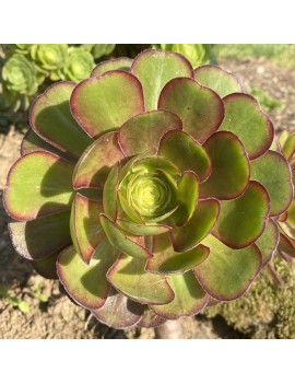 Aeonium 'Atropurpureum'