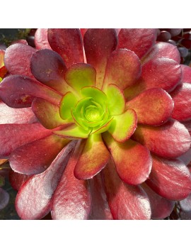 Aeonium 'Vernis Sage'