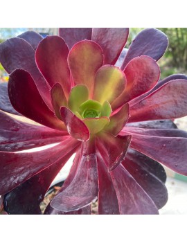 Aeonium 'Vernis Sage'