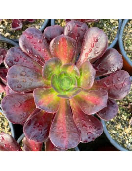 Aeonium 'Kilimanjaro'